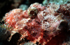 Egypt - Red Sea - scorpionfish in the bottom - underwater photo by W.Allgwer - Der Brtige Drachenkopf ist ein sehr trger Bodenfisch, der sich auf seine Tarnung verlt. Er ist mit dem atlantischen Rotbarsch verwandt. Beide gehren der Familie der Panze
