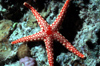 Egypt - Red Sea - starfish - Marble Star / Necklace Seastar - Fromia monilis - underwater photo by W.Allgwer - Roter Maschenstern, Seesterne (Asteroidea) (abgeleitet von lat. aster, Stern) sind eine Klasse von Eleutherozoen innerhalb des Stamms der Stach