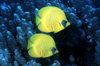 Egypt - Red Sea - pair of Bluecheek butterflyfish - Chaetodon semilarvatus - underwater photo by W.Allgwer - Masken-Falterfisch - Die Falterfische (Chaetodontidae) sind eine Gruppe aufflliger tropischer Meeresfische. Ihr Lebensraum sind die Riffe im Atl