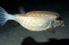Egypt - Red Sea - yellow-brown Boxfish - underwater photo by W.Allgwer - Die Kofferfische (Ostraciontidae) sind eine Familie in der Ordnung der Haftkiefer (Tetraodontiformes). Bei den Kofferfischen werden zwei Unterfamilien unterschieden. Die ursprnglic