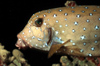 Egypt - Red Sea - yellow-brown Boxfish - head - underwater photo by W.Allgwer - Die Kofferfische (Ostraciontidae) sind eine Familie in der Ordnung der Haftkiefer (Tetraodontiformes). Bei den Kofferfischen werden zwei Unterfamilien unterschieden. Die ursp