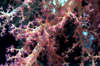 Egypt - Red Sea - soft coral - underwater photo by W.Allgwer - Prachtkorallen kommen im Indopazifik vor, die meisten Arten leben in Innenriffen im warmen Flachwasser. Sie vertragen die Temperaturschwankungen, nderungen des Salzgehaltes und des PH-Wertes