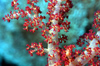 Egypt - Red Sea - soft coral close-up - underwater photo by W.Allgwer - Prachtkorallen kommen im Indopazifik vor, die meisten Arten leben in Innenriffen im warmen Flachwasser. Sie vertragen die Temperaturschwankungen, nderungen des Salzgehaltes und des