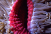 Egypt - Red Sea - Marsa Alam area: anemone (underwater photography by K.Osborn)