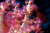 Egypt - Red Sea - soft coral detail - Pink Alcynarian - underwater photo by W.Allgwer - Prachtkorallen kommen im Indopazifik vor, die meisten Arten leben in Innenriffen im warmen Flachwasser. Sie vertragen die Temperaturschwankungen, nderungen des Salzgehaltes und des PH