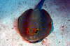 Egypt - Red Sea - Blue-Spotted Stingray - Taeniura lymma - underwater photo by W.Allgwer - Blaupunktrochen sind Fische aus der Klasse der Knorpelfische. Sie besitzen einen stark dorsoventral abgeplatteten Krper und groe Brustflossen, die mit dem Kopf v