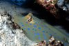 Egypt - Red Sea - Blue-Spotted Stingray under rocks - Taeniura lymma - underwater photo by W.Allgwer - Blaupunktrochen sind Fische aus der Klasse der Knorpelfische. Sie besitzen einen stark dorsoventral abgeplatteten Krper und groe Brustflossen, die mi