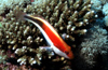 Egypt - Red Sea - Arc-Eyed Hawkfish - Paracirrhites arcatus - underwater photo by W.Allgwer - Die Familie der Korallenwchter oder Bschelbarsche (Cirrhitidae) gehrt zur Ordnung der Barschartigen und umfasst etwa 35 Arten in 10 Gattungen, die meist um 1