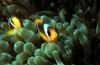 Egypt - Red Sea - pair of Two-Banded Clownfish, Amphiprion bicinctus with with Radianthus ritteri anemone - underwater photo by W.Allgwer - Die Anemonenfische (Amphiprioninae) sind eine Unterfamilie der Riffbarsche, die in enger Symbiose mit Seeanemonen