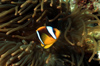 Egypt - Red Sea - clownfish, or anemonefish - underwater photo by W.Allgwer - Die Anemonenfische (Amphiprioninae) sind eine Unterfamilie der Riffbarsche, die in enger Symbiose mit Seeanemonen leben. Dabei leben die einzelnen Arten nur mit bestimmten Arte