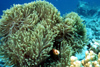 Egypt - Red Sea - magnificent sea anemone or Ritteri anemone - Heteractis magnifica - underwater photo by W.Allgwer - Prachtanemonen, Symbioseanemonen sind Seeanemonen (Anthozoa), die mit Anemonenfischen (Amphiprioninae) in Symbiose leben. Es gibt 10 Art