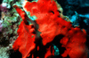 Egypt - Red Sea - red Boring Sponge - Cliona vastifica - underwater photo by W.Allgwer - Der Rote Bohrschwamm bildet im Substrat, das sie befallen (Muscheln, Korallen etc.) ein dichtes Geflecht, da das Opfer regelrecht durchwuchert und dabei abttet. Di