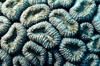 Egypt - Red Sea - Brain Coral - Lobophyllia spp. - underwater photo by W.Allgwer - Rosenkorallen kommen ausschlielich im Meer vor, insbesondere im Tropengrtel. Sie leben meist sesshaft (sessil) in Kolonien. Im Hinblick auf die Wuchsform unterscheidet m