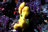Egypt - Red Sea - yellow tube sponge - Siphonochalina sp. - underwater photo by W.Allgwer - Der Gelbe Rhrenschwamm gehrt zu den Schwmmen. Die Schwmme (Porifera) bilden einen Tierstamm innerhalb der Abteilung der Gewebelosen (Parazoa). Sie leben alles
