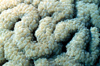 Egypt - Red Sea - Bubble Coral - underwater photo by W.Allgwer - Blasenanemonen, Symbioseanemonen sind Seeanemonen (Anthozoa), die mit Anemonenfischen (Amphiprioninae) in Symbiose leben. Es gibt 10 Arten, die nicht alle n