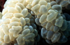 Egypt - Red Sea - Bubble Coral - detail - underwater photo by W.Allgwer - Blasenanemonen, Symbioseanemonen sind Seeanemonen (Anthozoa), die mit Anemonenfischen (Amphiprioninae) in Symbiose leben. Es gibt 10 Arten, die nich