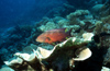 Egypt - Red Sea - Miniatus Grouper - Cephalopholis miniata - underwater photo by W.Allgwer - Die Zackenbarsche (Epinephelinae) bilden eine groe Unterfamilie der Sgebarsche. Man geht von weltweit rund 350 Arten aus. Zu ihnen gehrt mit dem Riesenzackenb