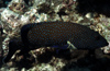 Egypt - Red Sea - Blue Spotted Grouper - Cephalopholis argus - underwater photo by W.Allgwer - Die Zackenbarsche (Epinephelinae) bilden eine groe Unterfamilie der Sgebarsche. Man geht von weltweit rund 350 Arten aus. Zu ihnen gehrt mit dem Riesenzacke