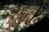 Egypt - Red Sea - Grouper with Cleaner Wrasse - underwater photo by W.Allgwer - Die Zackenbarsche (Epinephelinae) bilden eine groe Unterfamilie der Sgebarsche. Man geht von weltweit rund 350 Arten aus. Zu ihnen gehrt mit dem Riesenzackenbarsch (Epinep