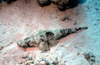 Egypt - Red Sea - Crocodile Fish - Cymbacephalus beauforti - underwater photo by W.Allgwer - Krokodilfische sind vornehmlich Bodenbewohner. Man trifft sie meistens in Tiefen zwischen 20 und 55 Meter. Zuweilen auch in Flachwasserzonen von Lagunen. Dort li
