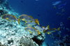 Egypt - Red Sea - group of Indian Ocean oriental sweetlips - Plectorhinchus vittatus - underwater photo by W.Allgwer - Die Slippen (Haemulidae) sind eine groe Familie von Fischen, die zur Ordnung der Barschartigen gehren. Andere Bezeichnungen fr die