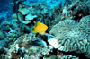 Egypt - Red Sea - Longnose butterflyfish - Forcipiger flavissimus - underwater photo by W.Allgwer - Gelber Maskenpinzettfisch, Forcipiger flavissmus, Der Gelbe Maskenpinzettfisch erreicht eine Lnge von bis zu 22 cm. Er ist eine territoriale Fischart, de