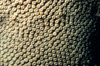 Egypt - Red Sea - coral polyps - underwater photo by W.Allgwer - Korallen kommen ausschlielich im Meer vor, insbesondere im Tropengrtel. Sie leben meist sesshaft (sessil) in Kolonien. Im Hinblick auf die Wuchsform unterscheidet man zwischen Weichkorall