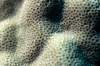 Egypt - Red Sea - polyps of hard coral - underwater photo by W.Allgwer - Korallen kommen ausschlielich im Meer vor, insbesondere im Tropengrtel. Sie leben meist sesshaft (sessil) in Kolonien. Im Hinblick auf die Wuchsform unterscheidet man zwischen Wei