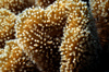 Egypt - Red Sea - polyps of Leather Umbrella Coral - Sarcophyton sp. - underwater photo by W.Allgwer - Korallen kommen ausschlielich im Meer vor, insbesondere im Tropengrtel. Sie leben meist sesshaft (sessil) in Kolonien. Im Hinblick auf die Wuchsform