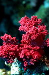 Egypt - Red Sea - red soft coral - underwater photo by W.Allgwer - Prachtkorallen kommen im Indopazifik vor, die meisten Arten leben in Innenriffen im warmen Flachwasser. Sie vertragen die Temperaturschwankungen, nderungen des Salzgehaltes und des PH-We