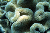 Egypt - Red Sea - leather coral - underwater photo by W.Allgwer - Korallen kommen ausschlielich im Meer vor, insbesondere im Tropengrtel. Sie leben meist sesshaft (sessil) in Kolonien. Im Hinblick auf die Wuchsform unterscheidet man zwischen Weichkoral