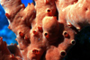 Egypt - Red Sea - Poisonous fire sponge - underwater photo by W.Allgwer - Der Feuerschwamm kommt hufig im Roten Meer vor. Er kommt in zwei Wuchsformen vor: Als geweihfrmig verzweigte Kolonie (Bild) und als plattenartig, inkrustierende Form. Lebensform