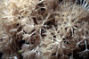Egypt - Red Sea - Pulsing Xenia coral - Xenia umbellata - underwater photo by W.Allgwer - Von der Pumpenden Strauenkoralle gibt es allein im Roten Meer 10 Arten. Sie lebt im Flachwasser ab etwa 5 m Tiefe, selten aber tiefer als 15 m. Die Frbung vairiie