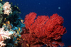 Egypt - Red Sea - coral reef - Gorgonia - underwater photo by W.Allgwer - Korallen kommen ausschlielich im Meer vor, insbesondere im Tropengrtel. Sie leben meist sesshaft (sessil) in Kolonien. Im Hinblick auf die Wuchsform unterscheidet man zwischen We
