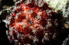 Egypt - Red Sea - Poisonous Fire urchin - Asthenosoma varium - underwater photo by W.Allgwer - Die Seeigel (Echinoidea) (von lat. echinus, Igel) bilden eine der fnf Klassen, welche dem Stamm der Stachelhuter angehren. Es sind in allen Meeren lebende,