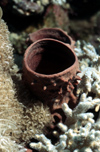 Egypt - Red Sea - Tube sponge - underwater photo by W.Allgwer - Die Schwmme (Porifera) bilden einen Tierstamm innerhalb der Abteilung der Gewebelosen (Parazoa). Sie leben allesamt im Wasser und kommen in allen Meeresgewssern der Erde vor. Es gibt ber