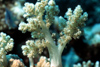 Egypt - Red Sea - Capnella Coral - underwater photo by W.Allgwer - Das Kenia-Bumchen, auch Brokkoli-Koralle gehrt zu den Weichkorallen. Es wird bis zu 80 cm hoch und lebt ab wenigen Metern Wassertiefe bis zu 20 m. Die Polypen werden unabhngig von der