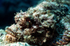 Egypt - Red Sea - Tassled scorpionfish in the bottom - Scorpaenopsis oxycephalus - underwater photo by W.Allgwer - Der Brtige Drachenkopf ist ein sehr trger Bodenfisch, der sich auf seine Tarnung verlt. Er ist mit dem atlantischen Rotbarsch verwandt.