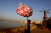 Egypt - Alexandria: cotton candy / candyfloss seller on the Corniche (photo by John Wreford)