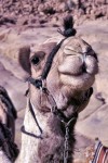 Egypt - Sinai desert: a camel close-up (photo by Juraj Kaman)