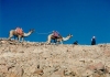 Egypt - Sinai desert: a caravan (photo by Juraj Kaman)