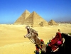Egypt - Giza / Gize / Gizeh / Gizah: shouting camel by the pyramids (photo by J.Kaman)