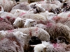 England (UK) - Lake District (Cumbria): sheep (photo by T.Marshall)