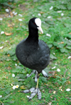 London: coot - fawl - Hyde Park - photo by M.Torres