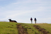 Hope Valley, Peak District, Derbyshire, England: cow and hikers - fellwalking near Castleton - photo by I.Middleton