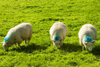 Castleton area, Peak District, Derbyshire, England: three sheep grazing - photo by I.Middleton