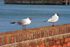 Hythe, New Forest, Hampshire, South East England, UK: black headed seaguls by the Southampton Water - photo by I.Middleton