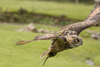 Exmoor NP, Somerset, South West England, UK: great horned owl in flight at Exmoor Falconry - photo by I.Middleton