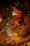 English Channel, Cornwall, England: Tompot blenny close up - Parablennius gattorugine - photo by D.Stephens