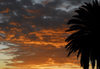 Eritrea - Asmara: sunset - sky and palmtree - photo by E.Petitalot